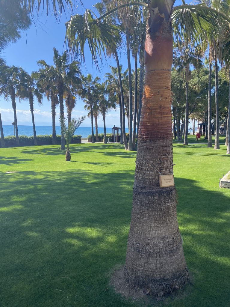 Acanthus Cennet Barut Collection in Side